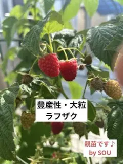 25年苗】ラズベリー 苗 キャンビー キャンバイ Canby - メルカリ