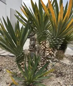 ユッカ グロリオサ　散り斑　分頭