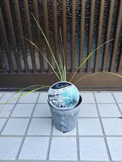 ユッカ ロストラータ ダブルヘッド 実生苗 抜き苗発送 - メルカリ