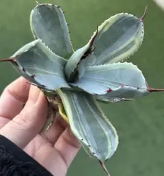 D_8888様 リクエスト 5点 まとめ商品