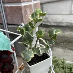 ヘデラ　マール