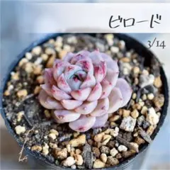 ikumi様 リクエスト 6点 まとめ商品