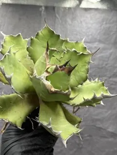 2026年最新】姫厳竜の人気アイテム - メルカリ