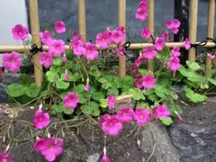 かず様 リクエスト 2点 まとめ商品