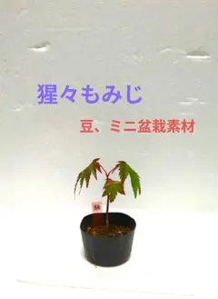 こうちゃん様 リクエスト 3点 まとめ商品