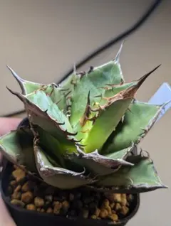 2025年最新】アガベ ホリダ ハイブリッドの人気アイテム - メルカリ