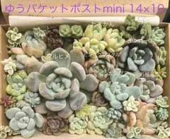 マルヒメ入り 多肉植物 寄せ植えセットのサムネイル