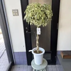 大玉 フィカス ベンジャミン スターライトビューティークイーン