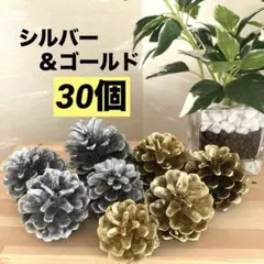 松ぼっくり　ゴールド　シルバー　30個　素材　工作材料　自然物　木の実　材料