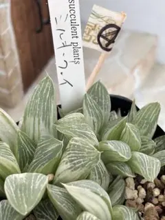 ♡Amr·͜·♡様 リクエスト 2点 まとめ商品