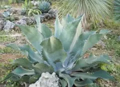 2026年最新】ミスターリップルの人気アイテム - メルカリ