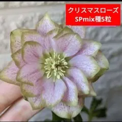 みる様 リクエスト 3点 まとめ商品