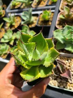 アガベ ティンカーベル 子株 ピクシー錦 - メルカリ