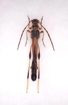 Cicindela1164様 リクエスト 4点 まとめ商品