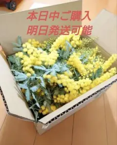 60cmボックスいっぱいフレッシュミモザ
