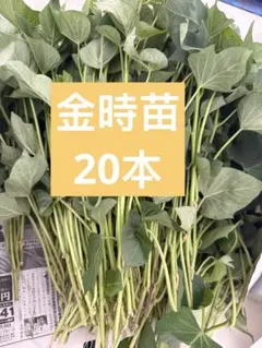 金時切り苗 25本 茨城県産 サツマイモ さつまいも苗 家庭農園 大口対応