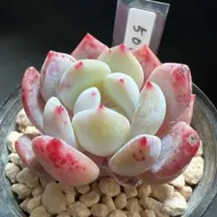 ササ様 リクエスト 3点 まとめ商品