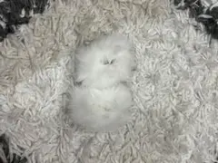 ホワイトファー ヘアゴム