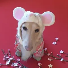 ペットパラダイス ネズミ帽子 SS〜S｜お正月・年賀状コスプレ