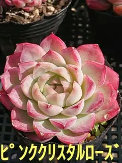 2026年最新】多肉 ピンククリスタルローズの人気アイテム - メルカリ