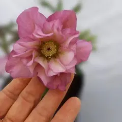 ディニー様 リクエスト 3点 まとめ商品