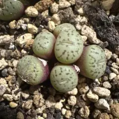 Ａ３様 リクエスト 3点 まとめ商品