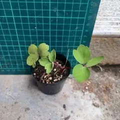 しょくぱん様 リクエスト 2点 まとめ商品