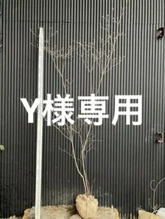 2026年最新】山採り ツツジの人気アイテム - メルカリ