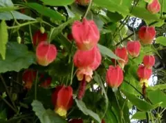 2025年最新】アブチロンの苗の人気アイテム - メルカリ