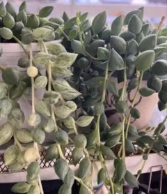多肉植物 バナナネックレス 抜き苗 - メルカリ