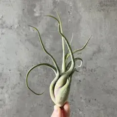 2025年最新】エアープランツ チランジアの人気アイテム - メルカリ