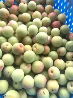 信州産　信濃小梅　6キロ強　無農薬！のサムネイル