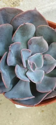 Flower様 リクエスト 2点 まとめ商品