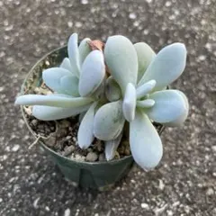 多肉植物♡碧魚連 抜き苗 - メルカリ