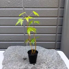 stronger_thansatan様 リクエスト 3点 まとめ商品