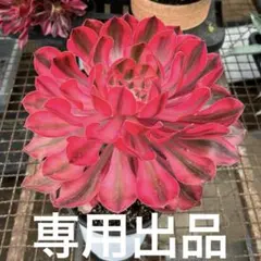 のん✨様専用出品‼️アエオニウム　アリス　特大　脇芽10個　特選‼️鉢ごとメルカリ便
