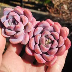 kero様 リクエスト 3点 まとめ商品