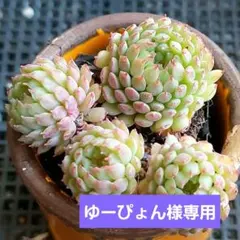 ゆーぴょん様 リクエスト 3点 まとめ商品