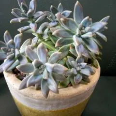 多肉植物 エケベリア 、抜き苗