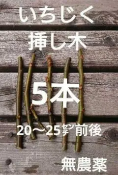 2026年最新】いちじく穂木の人気アイテム - メルカリ