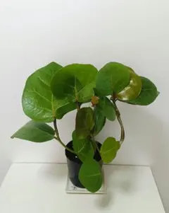 【Su様専用】速達便発送