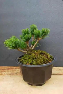 ka2様 リクエスト 2点 まとめ商品