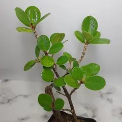 ❣️Ruby ❣️♪(๑ᴖ◡ᴖ๑)♪様 リクエスト 2点 まとめ商品