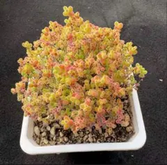 ドロサンテマム　蜜橘　大苗　6cm以上　抜き苗　多肉植物のサムネイル