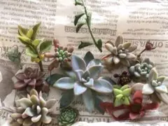 多肉植物　寄せ植え　15種類詰め合わせ♡お名前付き♡セダムおまけ付き♡