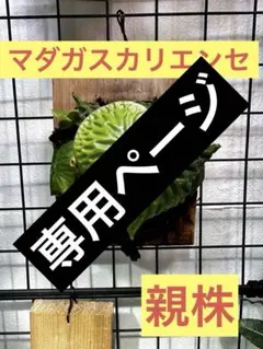 2026年最新】マダガスカリエンセの人気アイテム - メルカリ