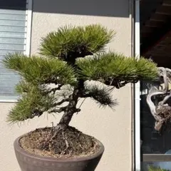 あ*ん様 コミフォラ セルヴィフォリア Commiphora Cervifoli - メルカリ