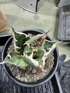 2026年最新】大白鯊 アガベの人気アイテム - メルカリ