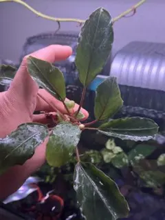 2025年最新】ブセファンドラの人気アイテム - メルカリ