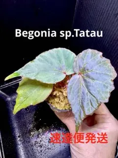 2026年最新】ベゴニア spの人気アイテム - メルカリ